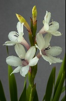 Watsonia humilis 'Sn Dec 2000'